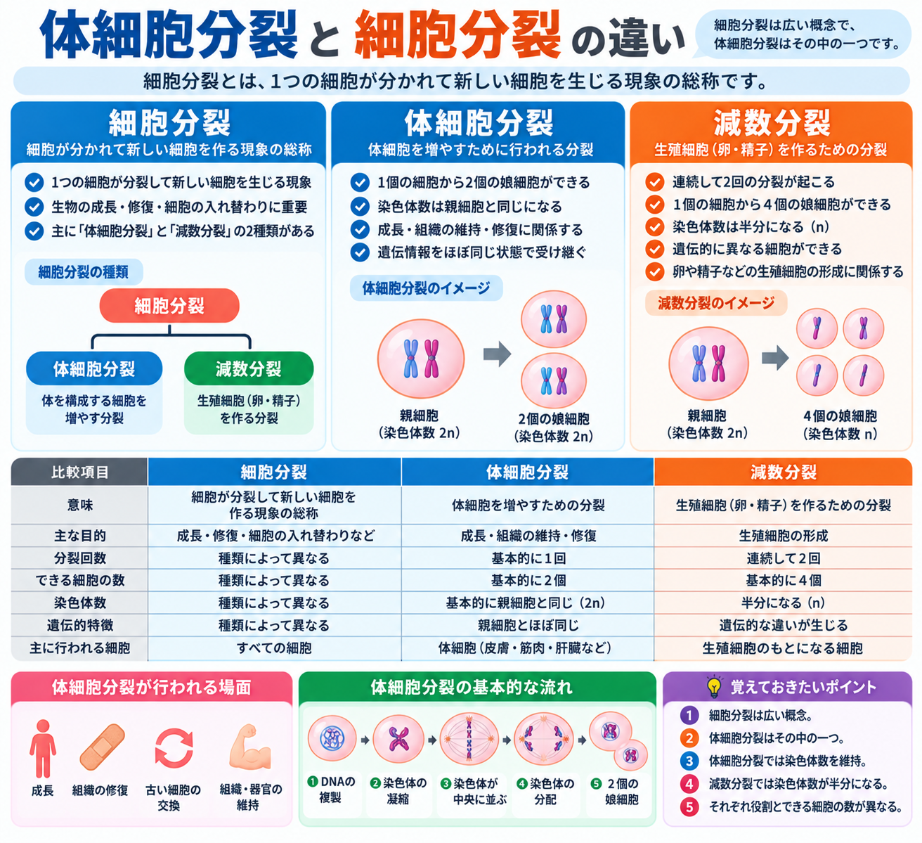 体細胞分裂と細胞分裂の違い：意味・種類・役割 |体細胞分裂と細胞分裂の違い：意味・種類・役割